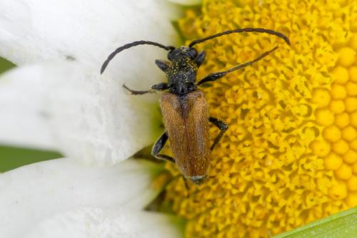 Pseudovadonia livida
